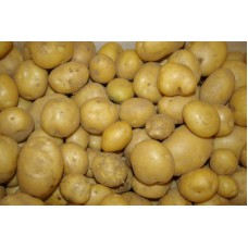 Pomme de terre